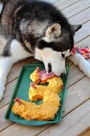 Alaskan Malamute eating its birthday treat