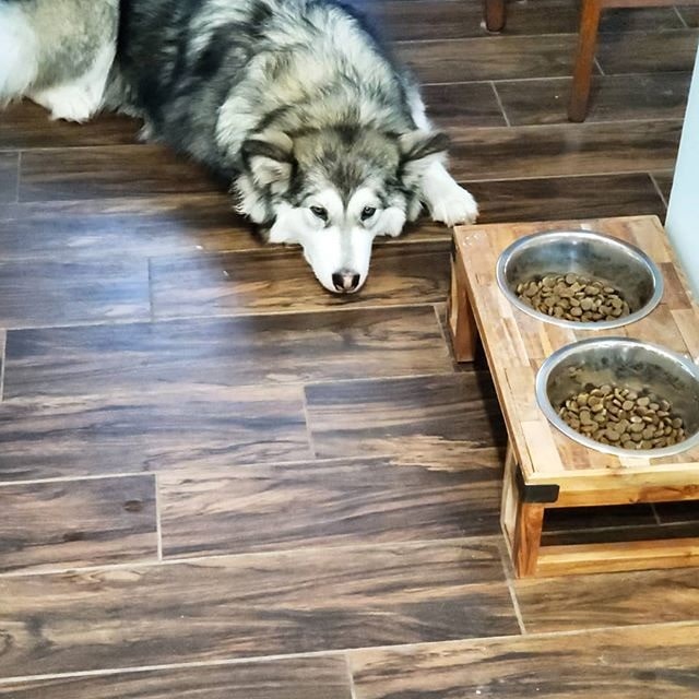 Alaskan Malamute laying besides its food