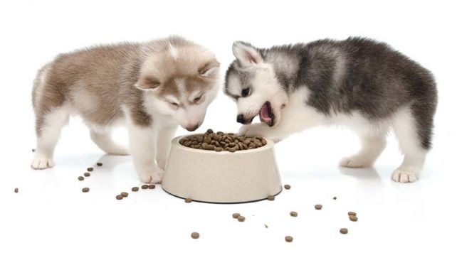 Alaskan Malamute puppies eating