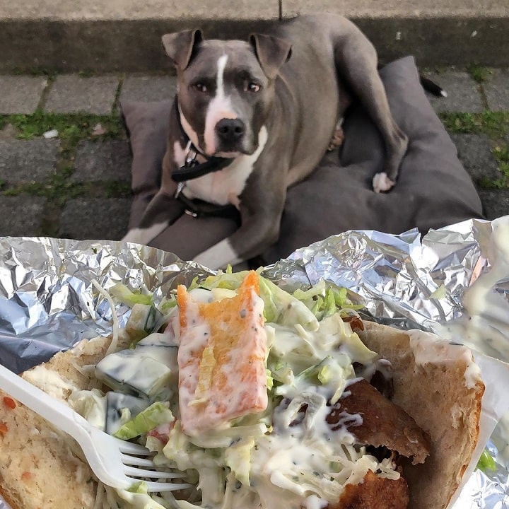 Amerian Staffordshire Terrier looking at food