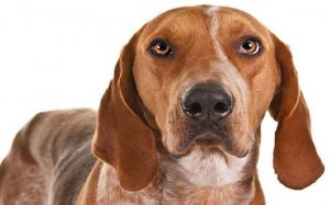 American English Coonhound eating habits and feeding methods