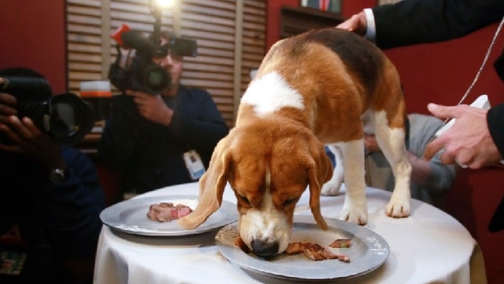 American English Coonhound puppy eating bacon