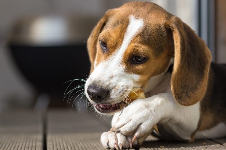American English Coonhound puppy eating bread