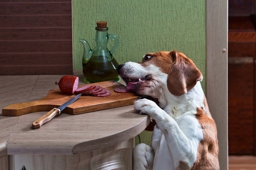 American English Coonhound trying to eat sausage