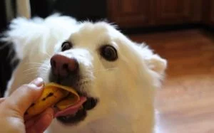 American Eskimo eating banana