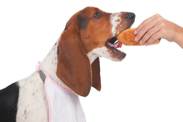 American Foxhound Eating bun