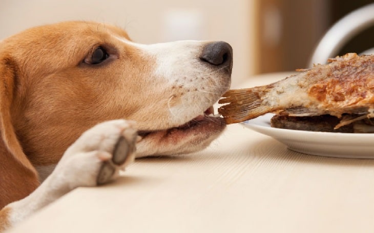 American Foxhound Eating Fish