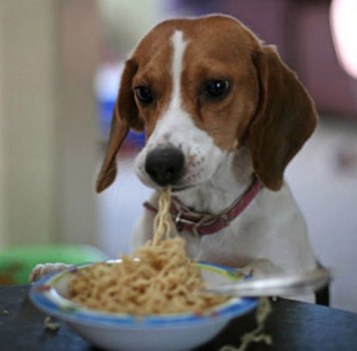 American Foxhound Eating noodles