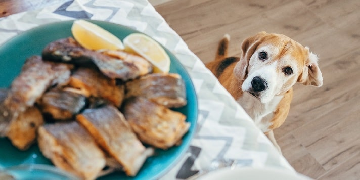 American Foxhound looking at food