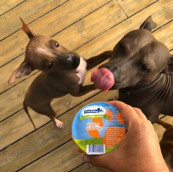 American Hairless Terrier ready for ice cream