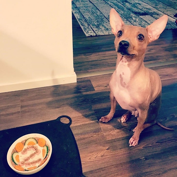 American Hairless Terrier waiting for its food