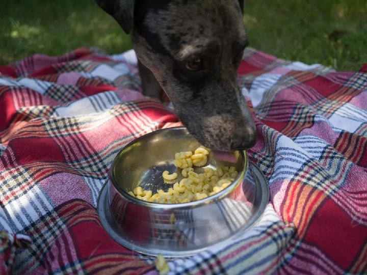 American Leopard Hound Eating homemade food