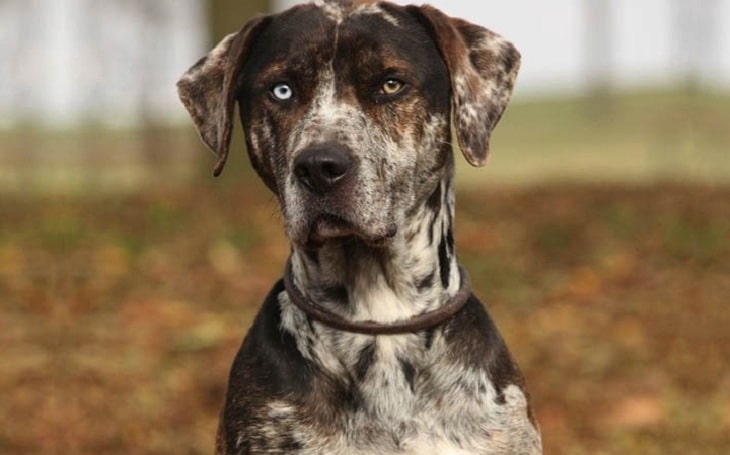 american leopard hound