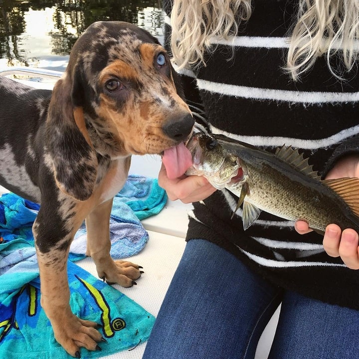 American Leopard Hound Puppy licking fish