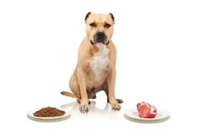American Staffordshire Terrier dog food and supplements