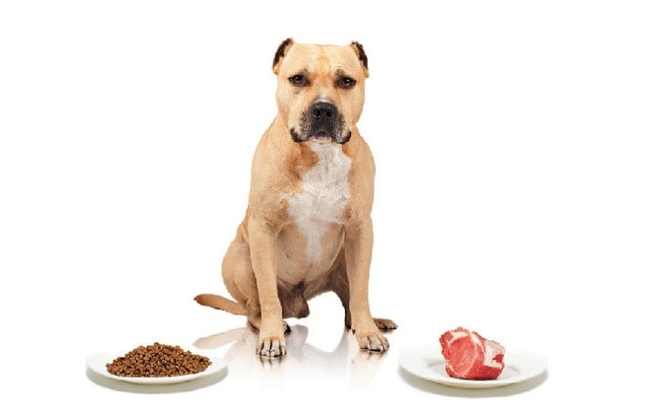 What should you feed to your American Staffordshire Terriers?