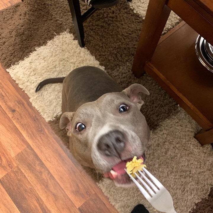 American Staffordshire Terrier getting treat