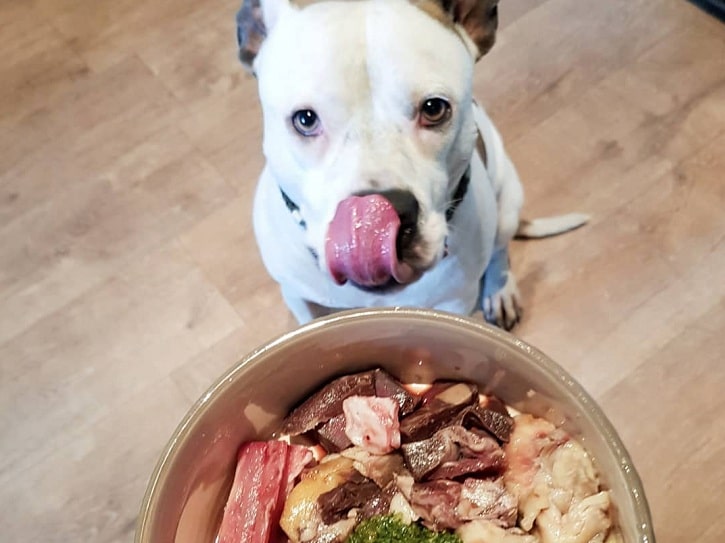 American Staffordshire Terrier ready for meal