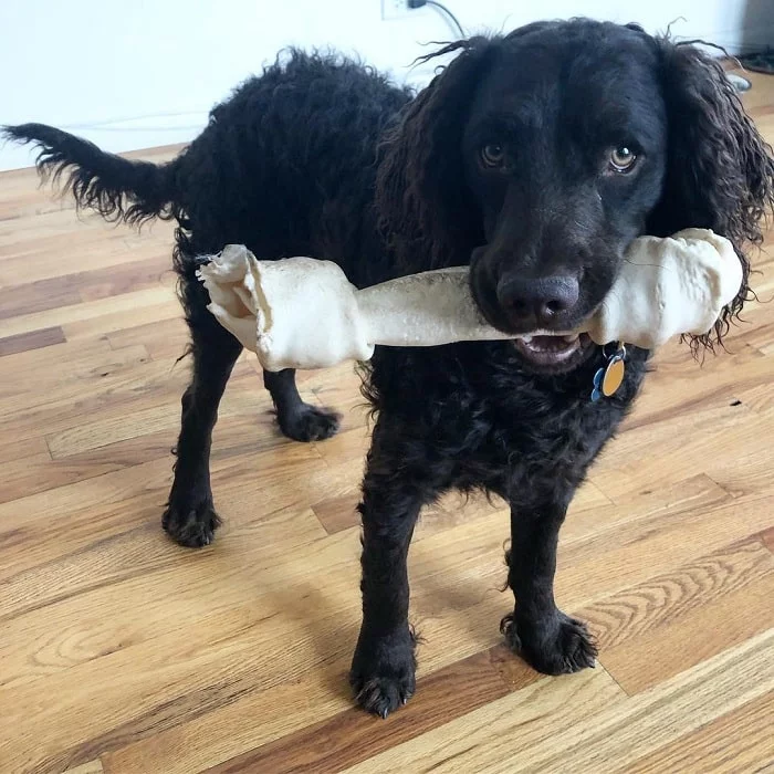 American Water Spaniel with big bone