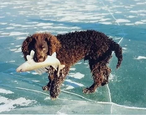 American Water Spaniel catching fish