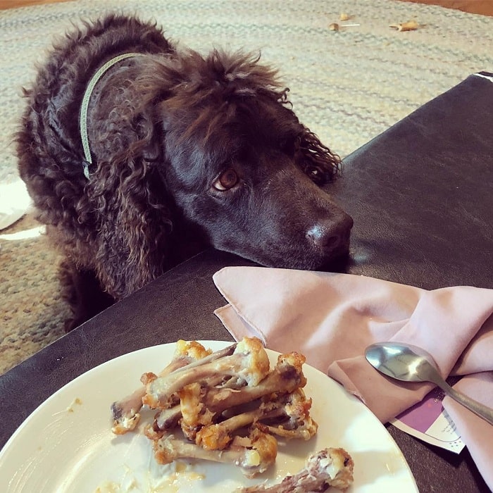 American Water Spaniel waiting for bones