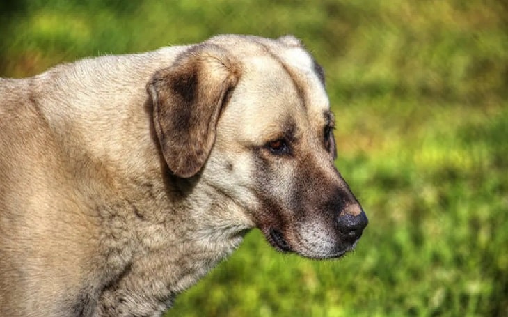 Anatolian Shepherd