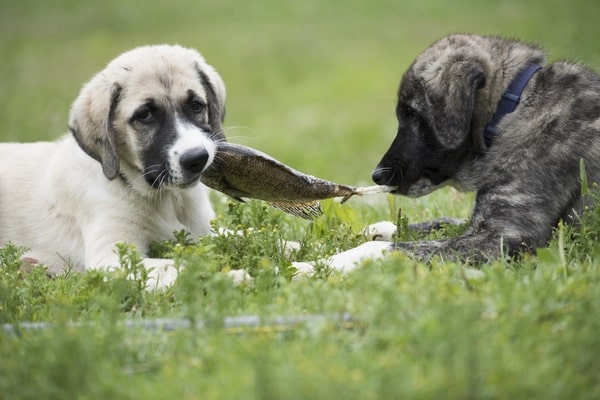 Anatolian Shepherd Puppies sharing fish