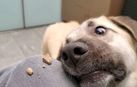 Anatolian Shepherd reaching for the treat