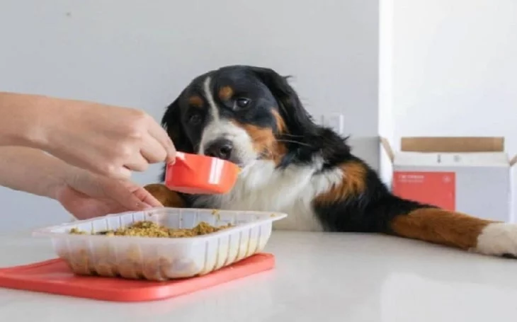 Appenzeller Sennenhund Feeding methods