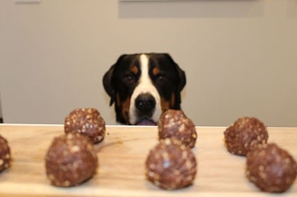 Appenzeller Sennenhund looking at energy bites