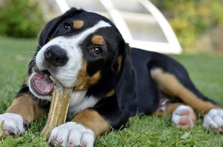 Appenzeller Sennenhund puppy eating bone