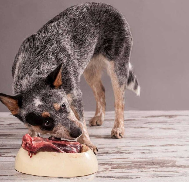 Australian Cattle eating raw meat