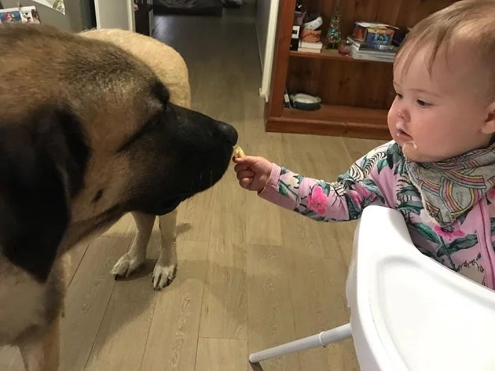 Baby feeding Anatolian Shepherd