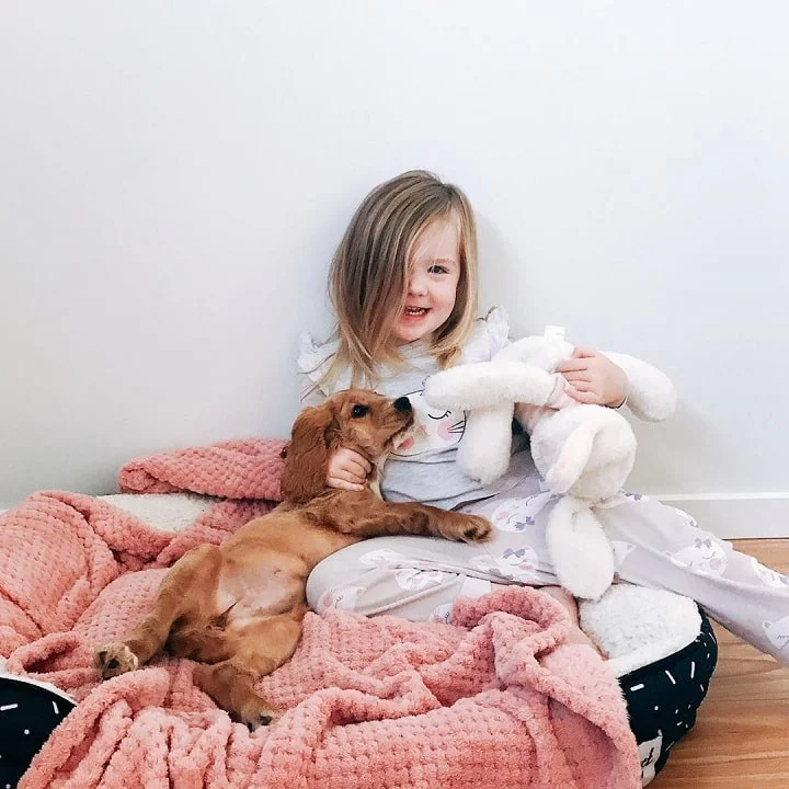 Baby having fun with Cocker Spaniel