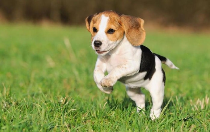 Beagle Puppy running