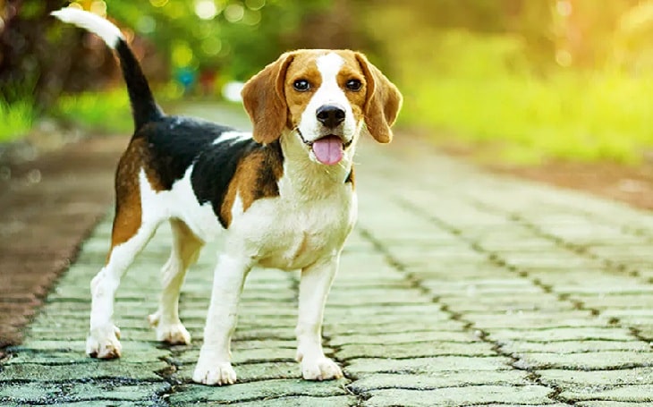 beagle dog puppy