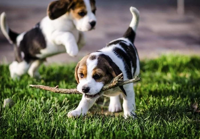 Beagle puppies playing with a stick