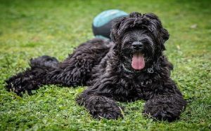Black Russian Terrier History and Behavior
