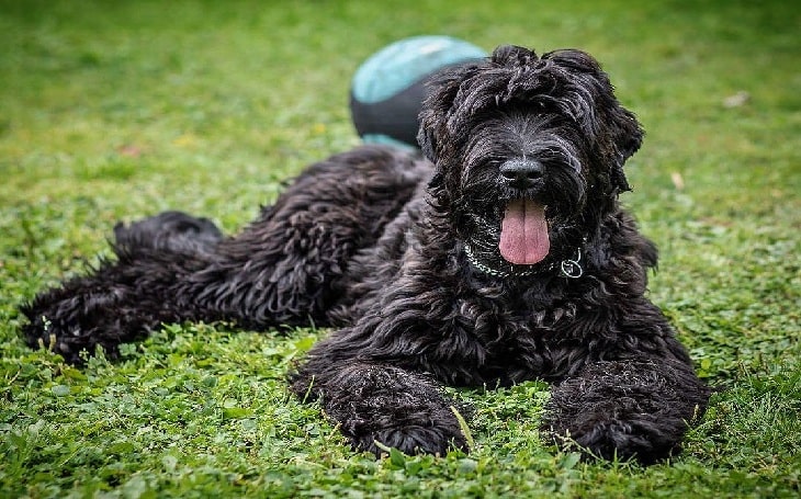 what breeds make up a black russian terrier