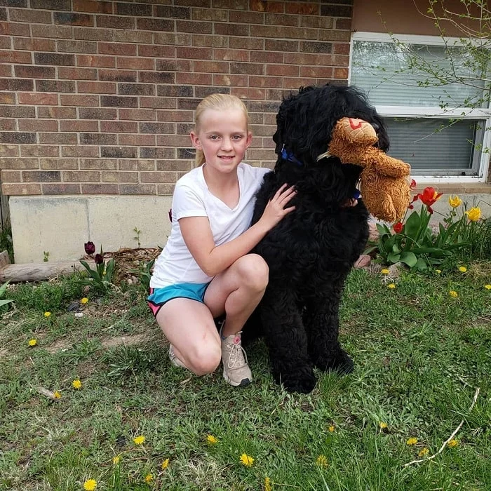 Black Russian Terrier posing with a older girl