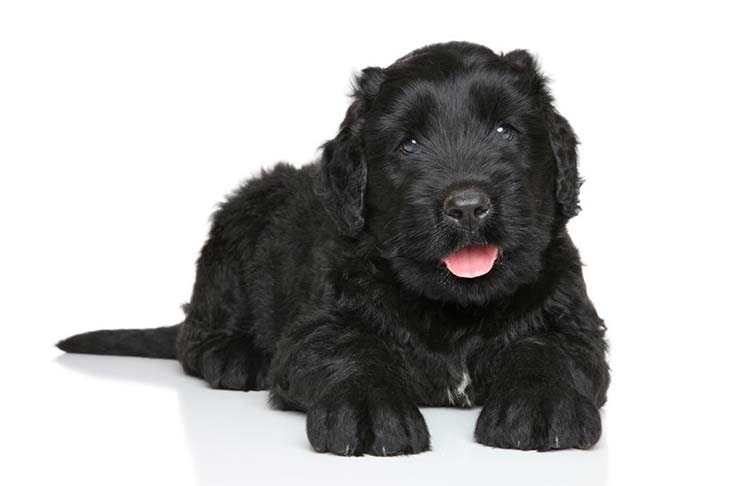 Black Russian Terrier puppy