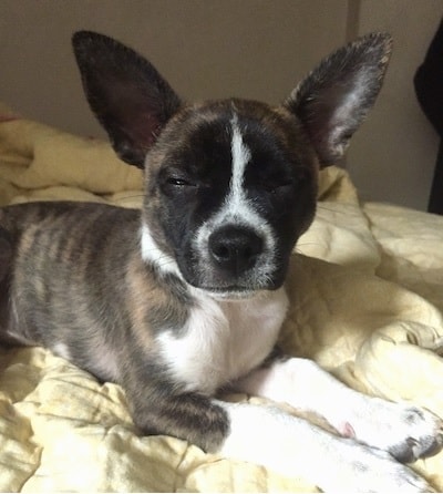 Boston Huahua sitting on the bed