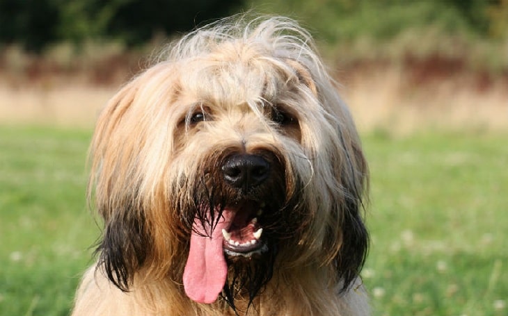 briard dog