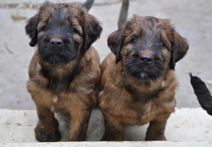 briard puppies