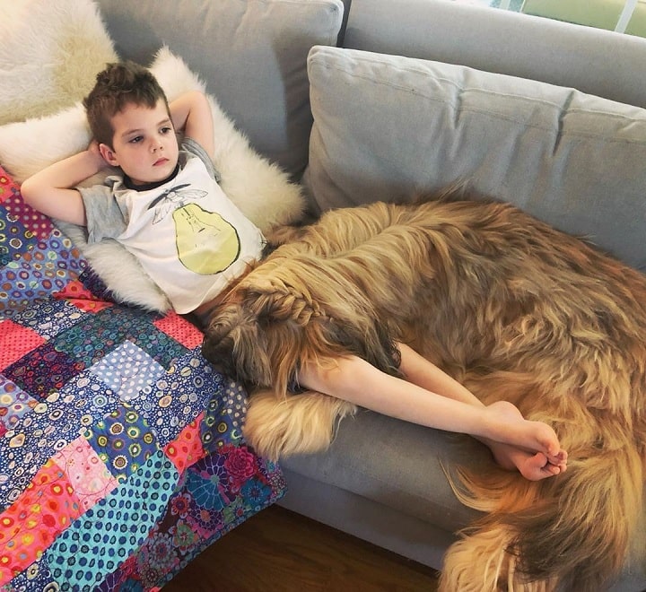 Briard relaxing with a boy