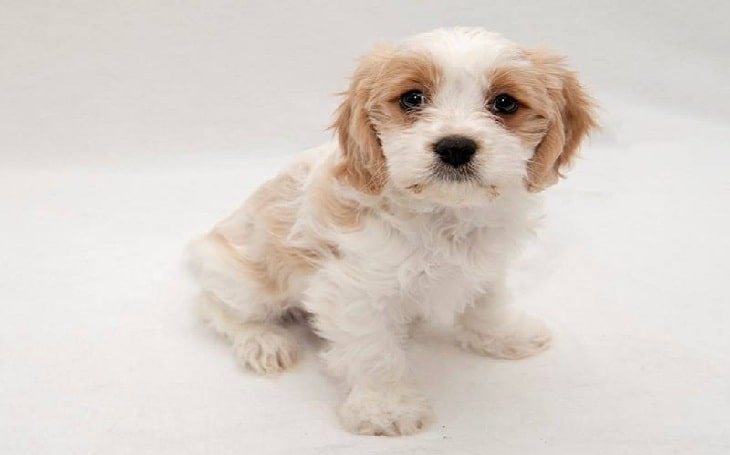 Cavaachon dog breed temperament and personality