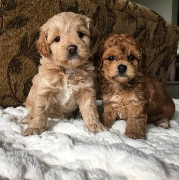 Cavaachon puppies