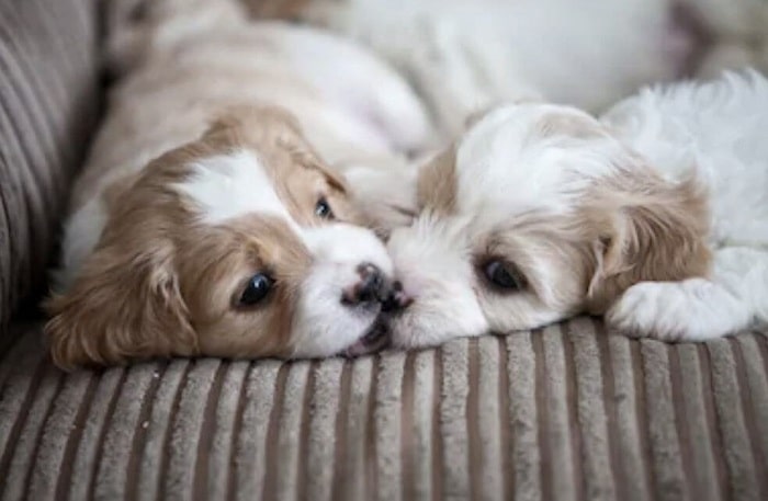 Cavachon Puppies playing