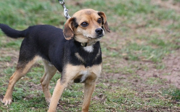 Beagle and Chihuahua mix