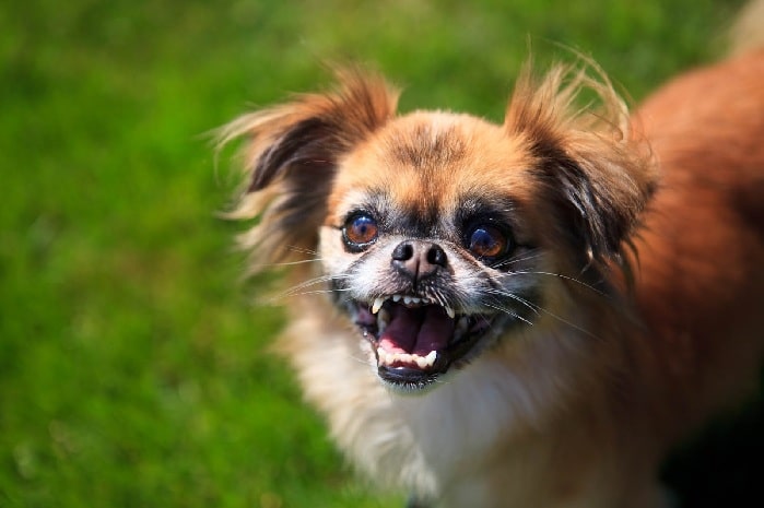 Cheeks- Chuhuahua and Pekingese mix